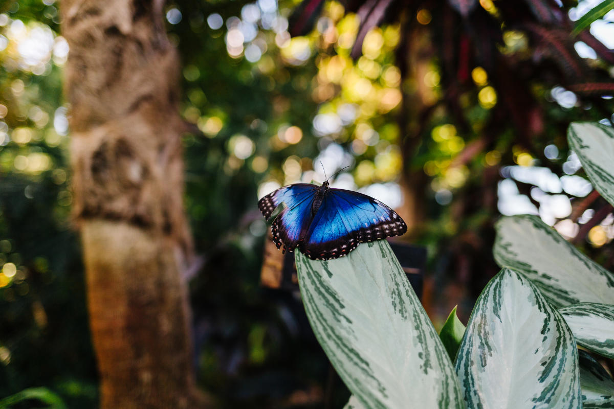 butterfly